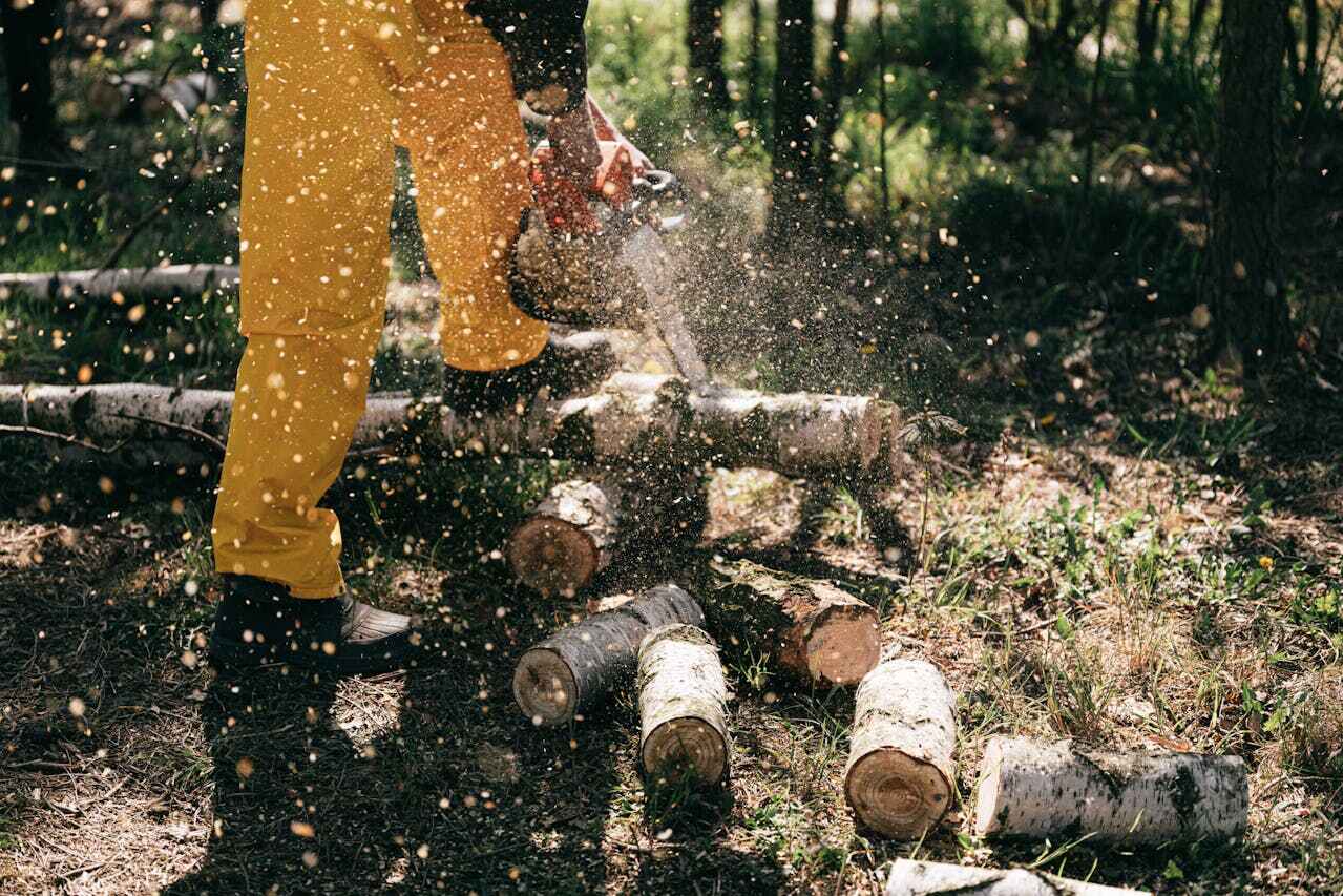 Best Stump Grinding Near Me  in Olympia Heights, FL